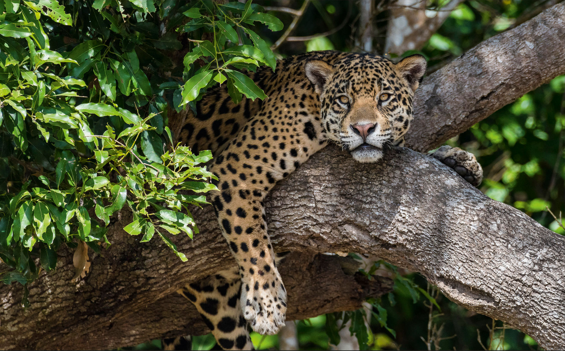 schlegel-foto-pantanal-jaguar